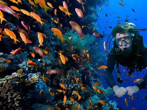 Bayada Island Diving