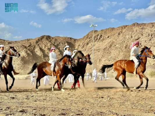 Najran Arabian Horses Festival