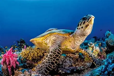 Red Sea Hidden Treasures