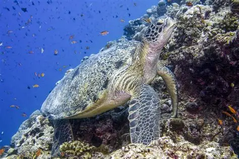 Red Sea Hidden Treasures