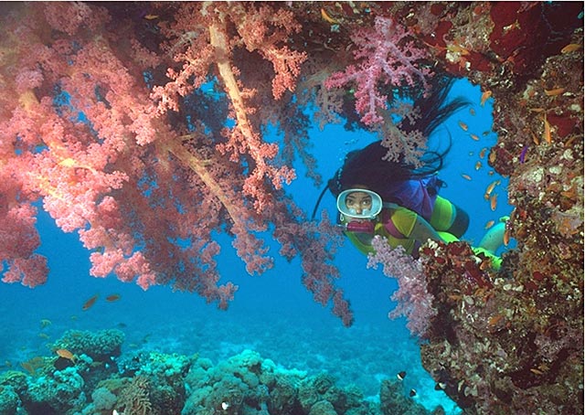 Top Red Sea Diving Spots