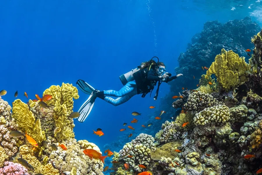 Top Red Sea Diving Spots