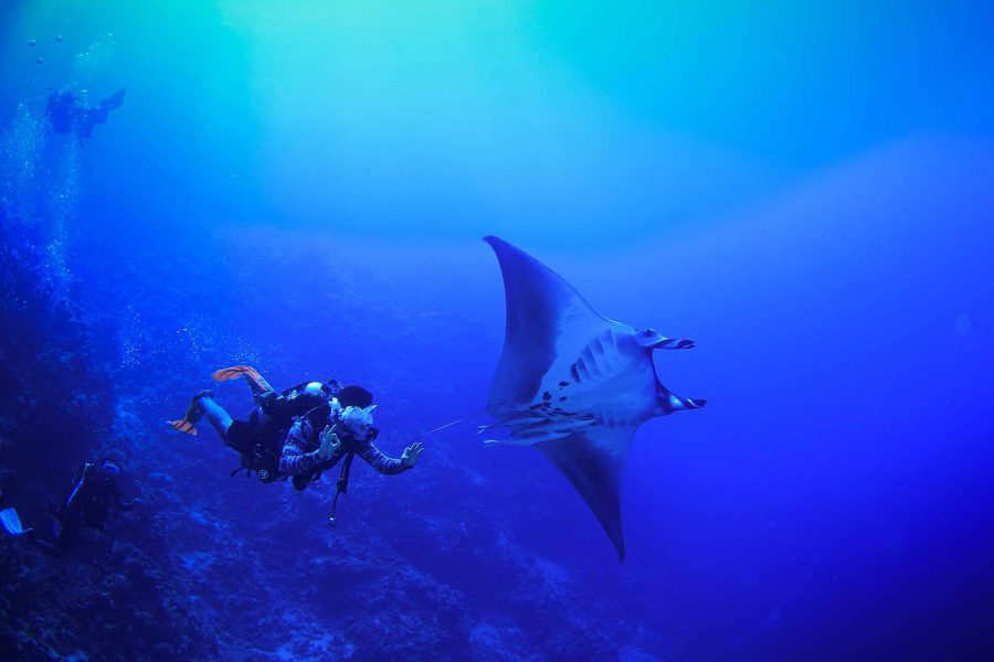 Top Red Sea Diving Spots
