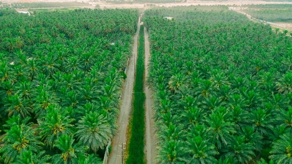 AlAhsa